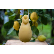 Caciocavallo Bianco Prodotto In Penisola Sorrentina Conf. da 1 Kg.