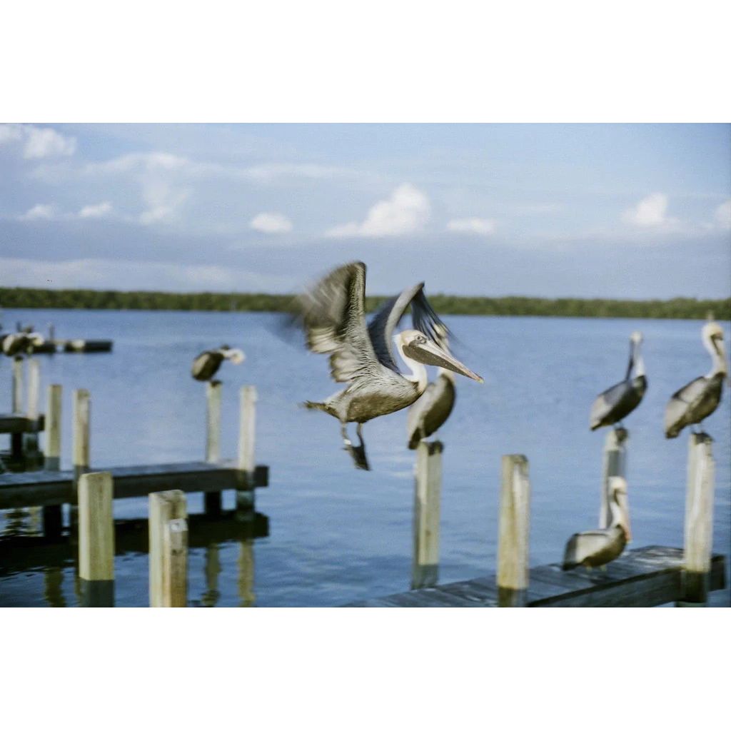 CineStill Daylight 50 36 Film 135mm (Confezione da 1)