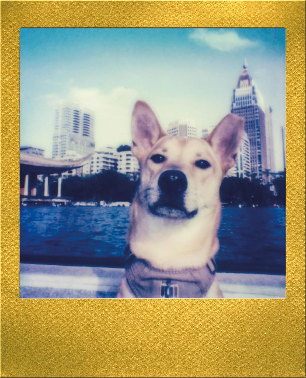 Polaroid COLOR FILM GO GOLD FRAME - SCONTO QUANTITA'